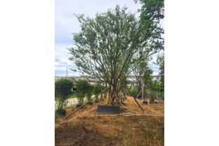 滁州精品樸樹價(jià)格、苗木假植方法及注意事項(xiàng)詳解