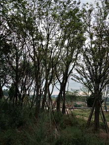 四川精品苗木供應(yīng)商 打造綠色產(chǎn)業(yè)的堅(jiān)實(shí)后盾