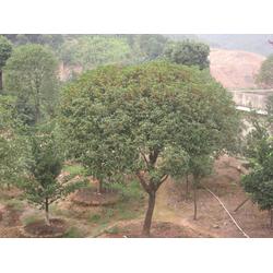 丹桂苗木 批發(fā)、供應(yīng)與廠家選擇指南