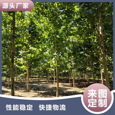 法桐苗木暢銷全國，優質基地助力綠化建設