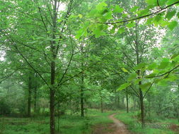 花木社區苗木論壇 產業脈搏與經驗薈萃的第二頁面