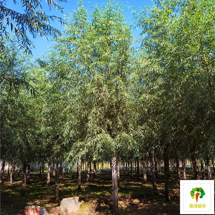 河北旱柳基地 博野縣金澤苗圃場的生態守護者