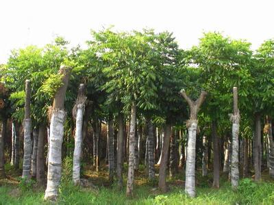 合肥欒樹苗木 品質(zhì)卓越，市場口碑載道