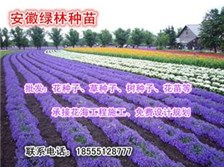 定遠(yuǎn)縣定城鎮(zhèn)綠林種子苗木銷售中心產(chǎn)品展示