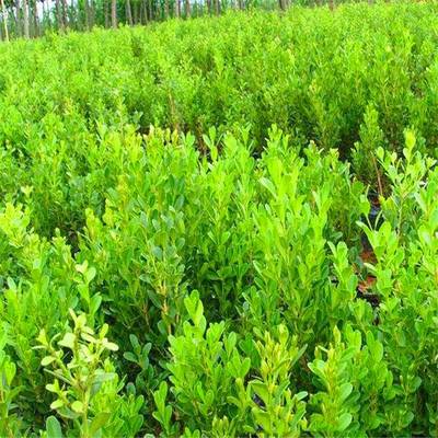 庭院綠化的優(yōu)秀選擇 瓜子黃楊，四季常青的耐寒綠籬植物