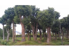 湖南香樟樹(shù)市場(chǎng)行情分析及工程綠化苗木價(jià)格參考（2013年數(shù)據(jù)）