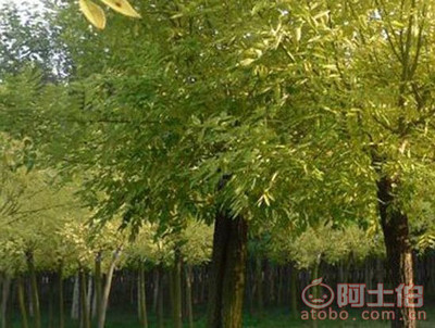金葉槐 園林綠化新寵，熱賣(mài)促銷中