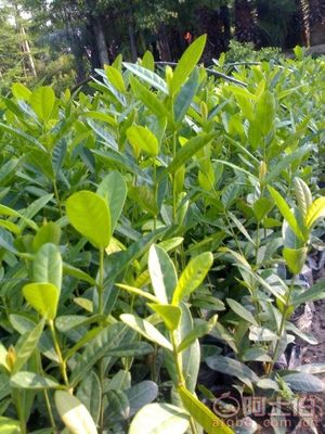 漳州龍船花袋苗 基地直銷的優(yōu)質(zhì)綠化選擇